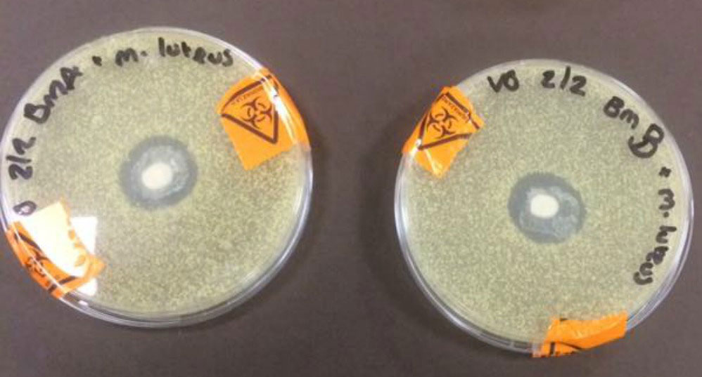 Breast milk in a petri dish surrounded by bad bacteria